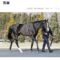 【競馬】イクイノックスさん社台スタリオンで痩せ細った哀れな姿を披露する