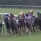 【競馬・動画】川田将雅、モーリス産駒の依頼に大爆笑で断るw