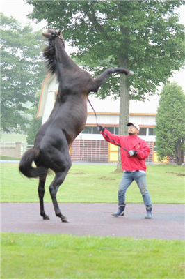 【競馬】人気種牡馬ステイゴールドが急死