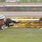 【競馬】タイセイサミットを物差しに、スマートオーディンVS皐月組の比較