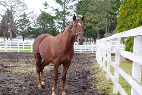 【競馬】スペシャルウィークよりかっこいい見た目の馬がいない件