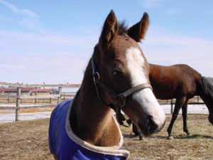 【競馬】[画像] 問題、この馬は誰でしょう
