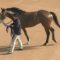 【競馬】ディーマジェスティ、放牧で心身充実！２冠へ激変の予感