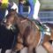 【競馬】トーセンスターダムがオーストラリアで種牡馬入り