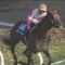 【競馬】モーニンが初芝、フルーキーが初ダート出走
