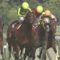 【競馬/香港マイル】池江「サトノアラジンは早くお父さんになりたいのかな」