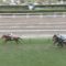 【競馬】カフジプリンスとは何だったのか