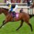 【競馬】何でマカヒキから凱旋門賞でガクンと成績落ちたの？