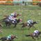 【競馬/NHKマイルC】トウショウ辺がクソすぎる件