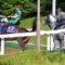 【競馬】今浪厩務員、ウマ娘でゴールドシップを育成中