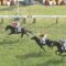 【競馬】フォイヤーヴェルグ弱すぎ笑った