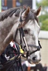 【競馬】ラニの調教後、武豊「うわっ、酷いわ。ダメだった」