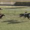 【競馬/桜花賞】桜花賞はアエロリットがハナ差で勝ちきります