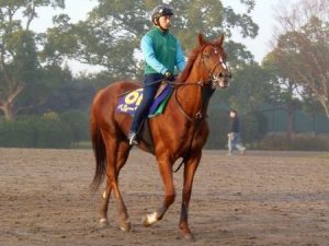 【競馬】大好きだったペルーサ、種牡馬でも頑張れ！