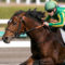 【競馬】サトノダイヤモンド調教凄すぎワロタｗｗｗｗ