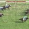 【競馬/日本ダービー】リオンディーズとは何だったのか