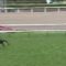 【競馬】土曜札幌11レース ３歳馬ウムブルフが何故か１番人気に支持されてる件
