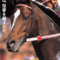 【競馬】トウカイテイオー後継種牡馬プロジェクトが始動