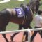 【競馬】キタサンブラックの清水調教師ってもしかして有能なの？