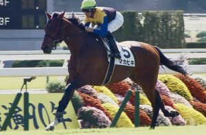 【競馬】マカヒキ陣営、弥生賞、普通に走れば負けようがない
