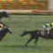 【競馬/京王杯SC】サトノアラジン池江「待ってろよ、モーリス」