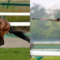 【競馬】オルフェーヴルとディープインパクトってどっちが強いの？