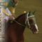 【競馬】サイレンススズカが顕彰馬になれない理由って何？
