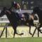【競馬】北村宏司、武豊のスキャンダル発覚でキタサンブラック騎乗の可能性？一世一代の大チャンスが巡ってくる