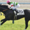 【競馬】リオンディーズも神戸新聞杯から始動、サトノダイヤモンド、エアスピネルとの３強対決へ！