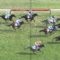 【競馬】怪物ロードクエストとはなんだったのか