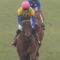 【競馬】某競馬記者「マカヒキはディープインパクトより強い」