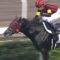 【競馬】エイシンヒカリ、イーストスタッドへ左遷されていた