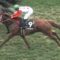 【競馬】カフジプリンス、神戸新聞杯へ