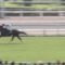 【競馬】最強世代のD級馬ナムラシングンが古馬相手に圧勝した件