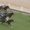 【競馬】のちの無敗の菊花賞馬サトノキングダム出陣！（先週の日曜日）