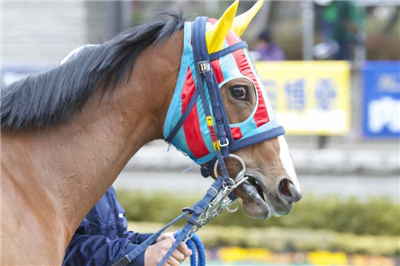【競馬】一番可愛い競走馬はアパパネ