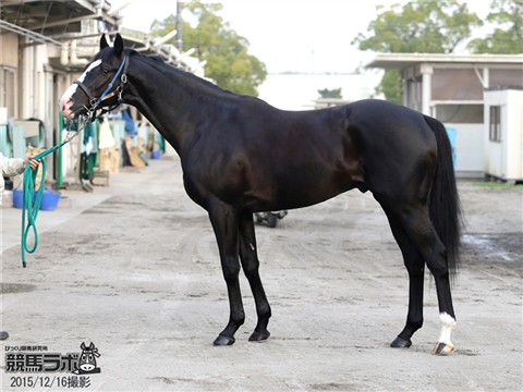 【競馬】スペシャルウィークよりかっこいい見た目の馬がいない件