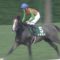 【競馬】柴田大知うまくね？
