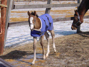 【競馬】[画像] 問題、この馬は誰でしょう