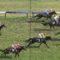 【競馬】海外GIのショボさ意味の無さ。