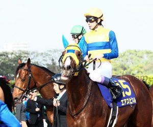 【競馬】エアスピネル再来週に帰厩、神戸新聞杯から菊花賞へ 【競馬】エアスピネル再来週に帰厩、神戸新聞杯から菊花賞へ