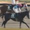 【競馬/桜花賞】ルメール「マイルならソウルスターリングだけど、2000、2400ならアドマイヤミヤビが上」