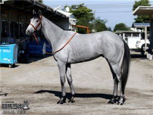 【競馬/ダービー】マウントロブソンがポニーのように仕上がってる件 【競馬/ダービー】マウントロブソンがポニーのように仕上がってる件