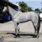 【競馬/ダービー】マウントロブソンがポニーのように仕上がってる件