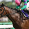 【競馬】ディーマジェスティの調教凄すぎワロタｗｗ