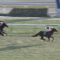 【競馬】ジャパンカップタイム遅すぎwww 低レベル化ワロタ