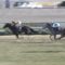 【悲競馬】サロニカ(浜中騎乗)、桜花賞出走取り消し【ディープ牝馬】