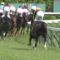 【競馬/京都新聞杯】エルプシャフトとは何だったのか