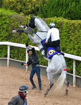 【競馬】[画像] ドゥラメンテにメガネをぶっ飛ばされる堀調教より面白い画像を貼ったやつが神