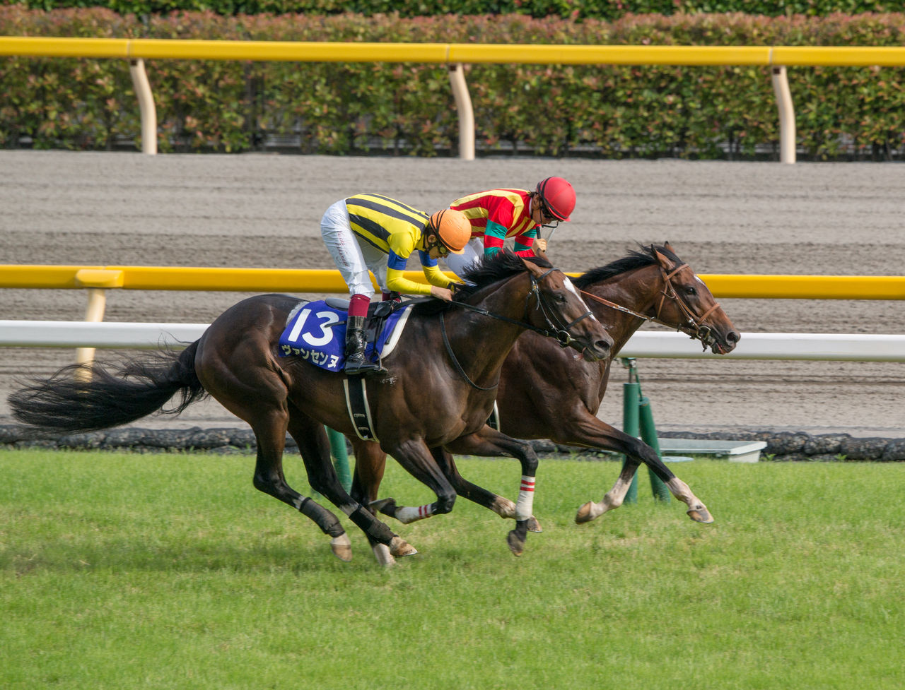 【競馬】ヴァンセンヌさん、ディープxオンファイアというとんでもないクロス馬を生み出す